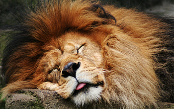 Animals, Lions HD wallpaper