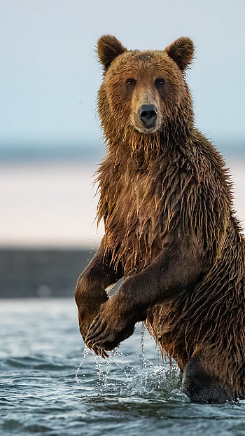 Bear, Fascinating wildlife, Wilderness explorer, Untamed nature HD phone wallpaper