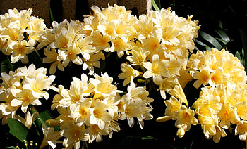 Flowers, Leaves, Dark Background, Clivia, Delicate, Gentle HD wallpaper