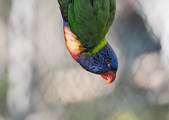 Animals, Parrots, Feather, Bird, Multicolored, Motley HD wallpaper