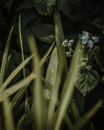 Grass, Leaves, Drops, Flower, Macro, Dew HD phone wallpaper