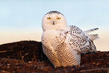 Animals, Shine, Light, Bird, Eyes, Snowy Owl, Snow Owl HD wallpaper