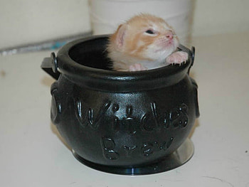 KITTEN IN A POT, KITTEN, CUTE, POT HD wallpaper