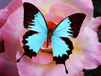Touch of wings, wings, pink flower, aqua and black, butterfly HD wallpaper