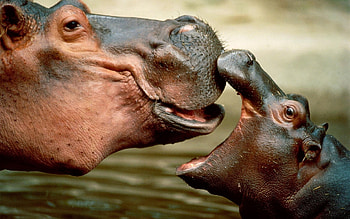 Hippopotamus, Mighty animals, African wildlife, Nature's wonders HD wallpaper