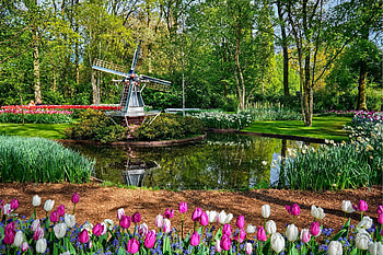 Tulips in Keunenhof garden, colorful, mill, garden, grass, tulips, alleys, park, walk, Netherland, freshness, trees, Holland, flowers, pond HD wallpaper