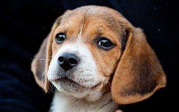 Animals, Muzzle, Nice, Sweetheart, Puppy, Ears HD wallpaper