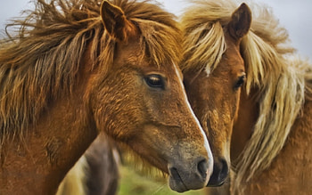 beautiful horses, sweet, couple, horse, brown HD wallpaper