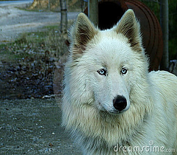 Beauty, animals, other, dogs, nature, wolf HD wallpaper