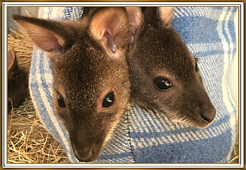 TWO CUTE JOEY'S, JOEYS, NATURE, CUTE HD wallpaper