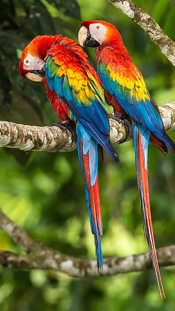 Parrot, Couple HD phone wallpaper