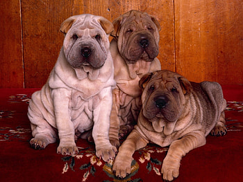 Animals, Dogs HD wallpaper