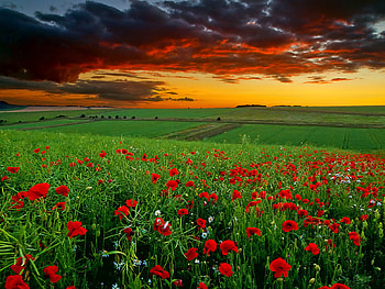 Landscape, Sky, Plants, Flowers, Fields, Poppies HD wallpaper