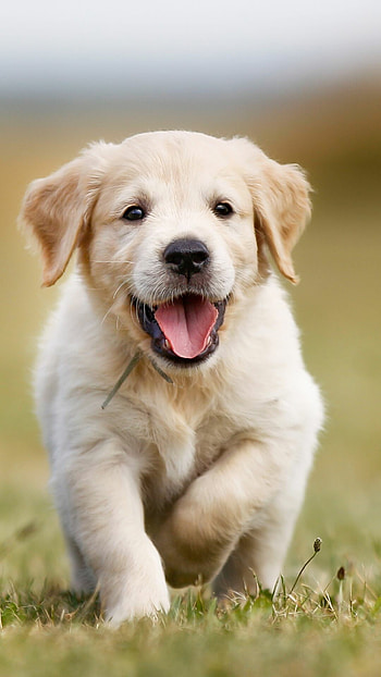 Golden retriever puppies, Energetic playmates, Lovable and cute, Playful HD phone wallpaper