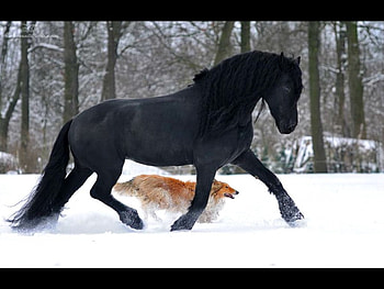 Horse and dog race, winter, dog, horse, snow, race HD wallpaper