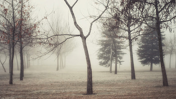 Foggy Forest HD wallpaper