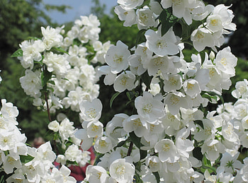 Flowers, Branches, Bloom, Flowering, Spring, Jasmine HD wallpaper