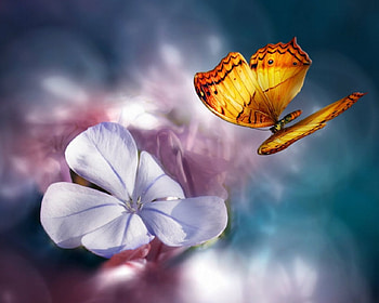 Attractive, nature, flowers, butterfly, art HD wallpaper