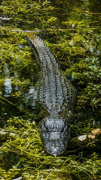 Crocodile Animals - Crocodile , Animal graphy HD phone wallpaper