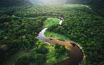 Windows 10 theme, Rainforest wonders, Digital paradise, delight HD wallpaper