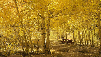 Landscape, Trees HD wallpaper