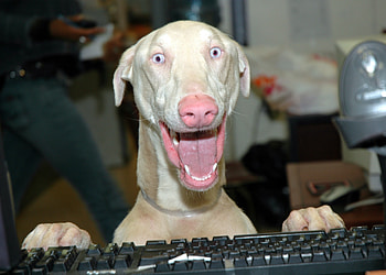 Funny, Animals, Dogs HD wallpaper
