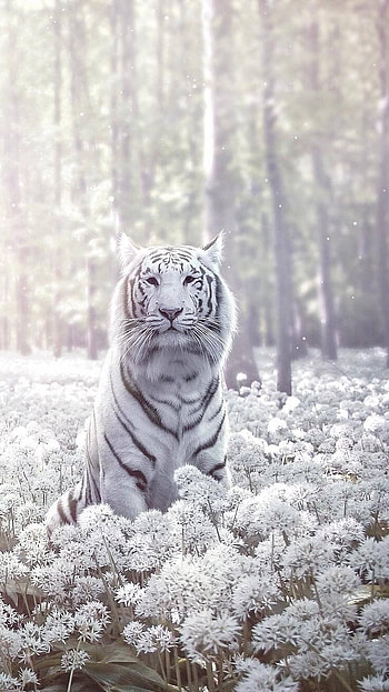 White Tiger, Cute Tiger, Snow Tiger HD phone wallpaper