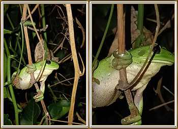 FROG COLLAGE, NATURE, FROG, COLLAGE HD wallpaper
