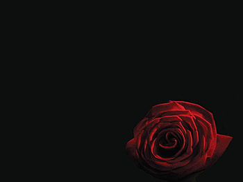 Rose, black, love, red, blood HD wallpaper