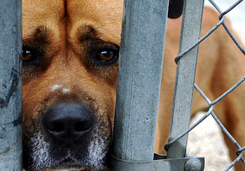 hello there, dog, domestic, guard HD wallpaper