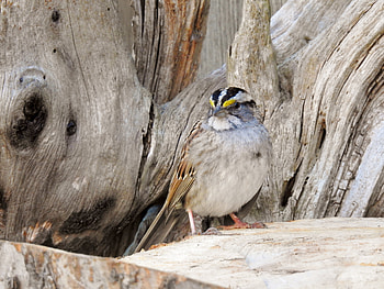 Sparrow On A Stump, Bird, graphy, Driftwood, White Throated Sparrow, Spring, Stump HD wallpaper