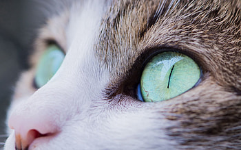 Animals, Cat, Muzzle, Eyes HD wallpaper