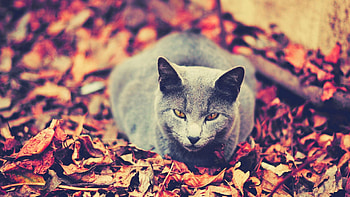 Animals, Autumn, Leaves, Dark, Sit, Cat HD wallpaper