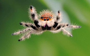 Animals, Insects, Spiders HD wallpaper