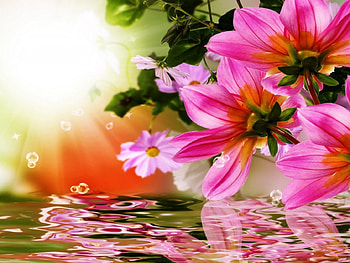 Flowers reflection, reflection, pretty, bouqueet, freshness, beautiful, flowers, lovely, water HD wallpaper