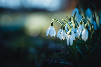 Snowdrops, White, Flowers, Nature HD wallpaper