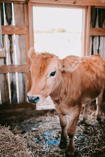 A young calf stands inside a rustic wooden barn, surrounded by hay and bathed in natural light. HD phone wallpaper