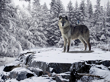 Blue eyed Wolf, winter, blue, snow, wolf, eye HD wallpaper
