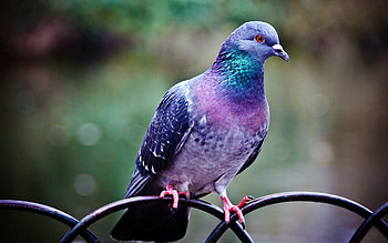 Animals, Bird, Branch, Dove HD wallpaper