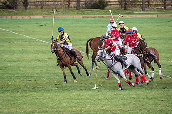 Mount Sopris Cup, Horse Polo HD wallpaper