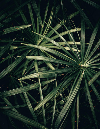 Leaves, Bush, Plant, Macro HD phone wallpaper