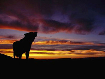 Wolf at Sunset, Wolf, nature, Sunset, animals HD wallpaper