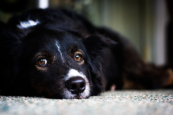 Animals, Dog, Muzzle, Sadness, Sight, Opinion, Sorrow HD wallpaper