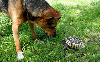 Dog and Turtle, dog, turtle, grass, friends HD wallpaper