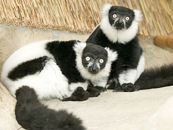 Animals, Lemur, Unusual HD wallpaper