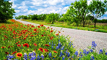 Back road in the Texas Hill Country, summer, blossoms, clouds, colors, sky, usa HD wallpaper