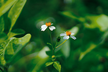 Flowers, Plant, Macro, Bloom, Flowering HD wallpaper