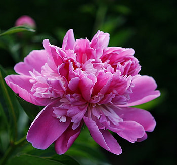 Pink Bloom, pink, flower, peony, beautiful, bloom HD wallpaper
