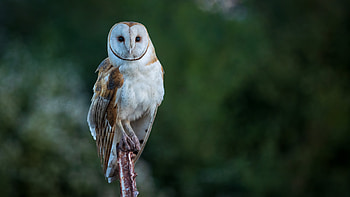 White Brown Barn Owl Is Standing On Stick In Green Blur Background Owl HD wallpaper