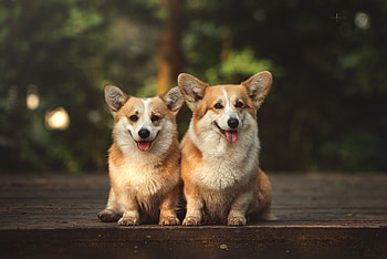 Welsh Corgi, Cute dog breed HD wallpaper